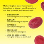 RESCUE Bach PASTILLES, Mixed Berry Flavor, Stress Relief Lozenges, Homeopathic, Flower Essences, 35 Count - Image 7