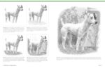 Big School of Drawing Animals: Well-explained, practice-oriented drawing instruction for the beginning artist - Image 6