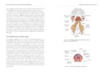 Yoga for Pelvic Floor and Postpartum Health: An Iyengar Yoga Approach to Pelvic Healing and Integrative Wellness through Anatomy and Practice - Image 3