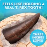 NATIONAL GEOGRAPHIC Jumbo Dinosaur Egg Dig Kit - Dig Out 12 Dino Figures & Replica T. Rex Tooth from Giant 6" Egg, Dino Egg, Jumbo Egg, Dinosaur Egg Toys, Educational Science Kits - Image 5