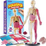 Dan&Darci Human Anatomy Squishy Body Model - Science Kits for Kids Ages 4-8 - STEM Toys for 4 5 6 7 8 Year Old Boy Birthday Gift - Learning Educational Toys for Ages 5-7 Boys Gifts - Skeleton Parts - Image 2