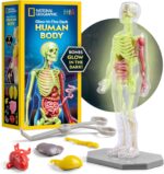 National Geographic Human Body Model for Kids That Glows in The Dark - 32-Piece Interactive Anatomy Model with Bones, Organs, Muscles, Science Kit Stocking Stuffer, Anatomy & Physiology Study Tools - Image 2