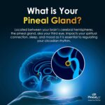 Pineal XT Gold - Pineal Gland Supplement - Third Eye Awakening - Focus and Memory Supplement for Brain - 7 Powerful Ingredients Decalcify, Detox, and Activate Your Pineal Gland, 3 Pack - Image 6